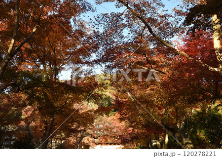 興聖寺山門と琴坂のモミジ(京都府宇治市) 120278221