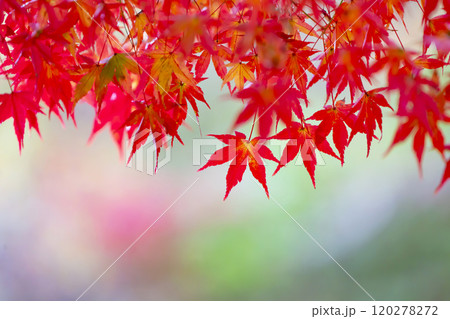 紅葉・秋 紅葉・秋 120278272