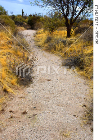 Arizona Desert Arroyo Arizona Desert Arroyo 120278413