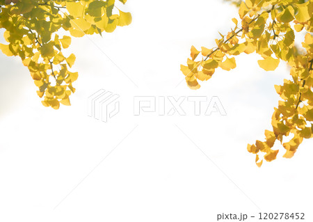 紅葉始まる秋の東京 紅葉始まる秋の東京 120278452