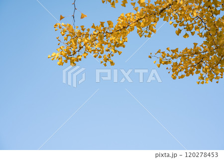 紅葉始まる秋の東京 紅葉始まる秋の東京 120278453