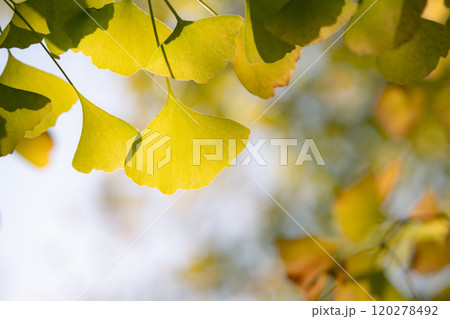 紅葉始まる秋の東京 120278492
