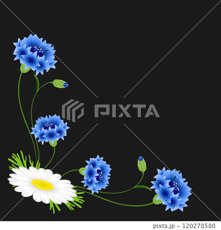 Corner with blue cornflowers and daisy on a black background. Corner with blue cornflowers and daisy on a black background. 120278580