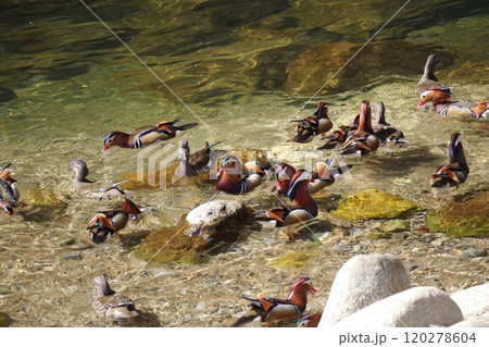 おしどりの里（愛知県設楽町） 120278604