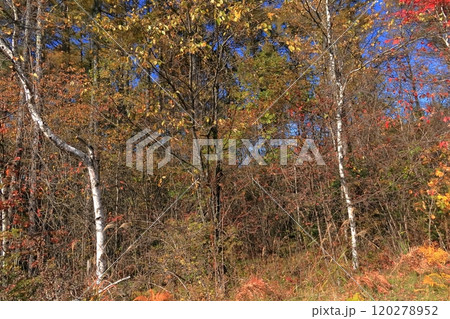 秋の林道を行く 長野県地蔵峠 秋の林道を行く 長野県地蔵峠 120278952