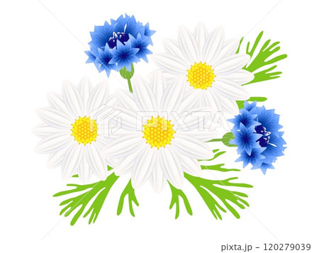 Daisies with blue cornflowers on a white background. 120279039