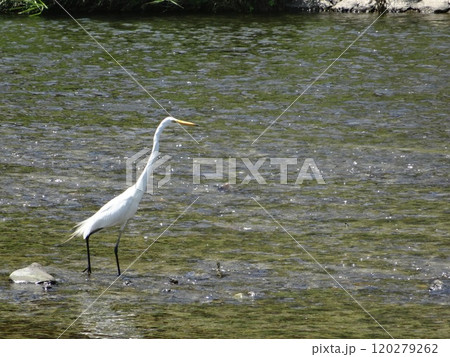 京都鴨川のダイサギ（チュウダイサギ） 120279262