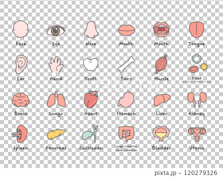 人体　脳　臓器　内臓　体のパーツ　イラストセット（説明あり） 120279326