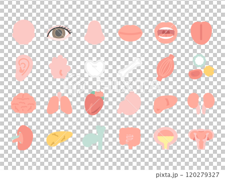 人体　脳　臓器　内臓　体のパーツ　イラストセット 120279327
