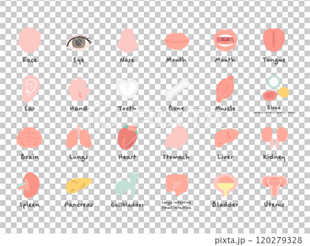 Human body brain organs internal organs body parts illustration set (with explanation) Human body brain organs internal organs body parts illustration set (with explanation) 120279328