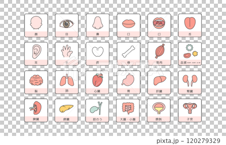 人體大腦器官內臟身體部位插圖集(附說明) 人體大腦器官內臟身體部位插圖集(附說明) 120279329
