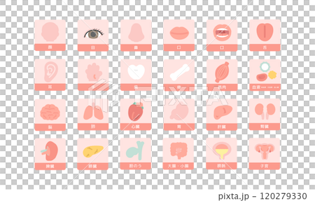 Human body brain organs internal organs body parts illustration set (with explanation) 120279330