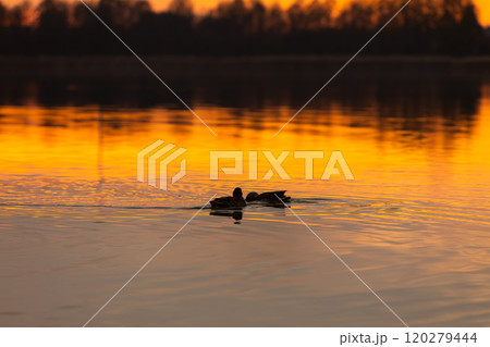 A Beautifully Tranquil Sunset Over Calm Water with Ducks Gracefully Swimming Nearby 120279444