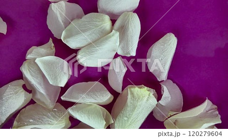 White rose petals move in the water. Raindrops fall on white rose petals. The concept of cosmetics, wellness, spa and self-care White rose petals move in the water. Raindrops fall on white rose petals. The concept of cosmetics, wellness, spa and self-care 120279604