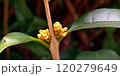 金木犀の花芽 120279649