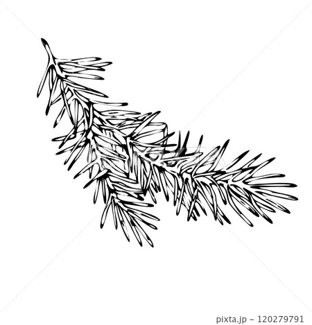 Christmas tree vector branch. Hand drawn holiday decoration, black winter symbols isolated on white background. Nature illustration. Black outlines Christmas tree vector branch. Hand drawn holiday decoration, black winter symbols isolated on white background. Nature illustration. Black outlines 120279791