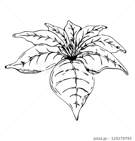 Poinsettia, traditional Christmas flower. Winter holiday plant. Vector illustration. Merry Christmas, Happy New Year seasonal festive decor. For greeting cards, invitations, clipart, sticker Poinsettia, traditional Christmas flower. Winter holiday plant. Vector illustration. Merry Christmas, Happy New Year seasonal festive decor. For greeting cards, invitations, clipart, sticker 120279793