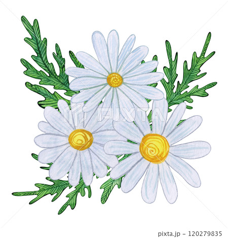 White chamomile blooms with yellow centers and detailed green leaves. Watercolor illustration of daisy flowers on white background. Naive, nature-inspired art, for prints, and botanical projects 120279835