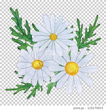 White chamomile blooms with yellow centers and detailed green leaves. Watercolor illustration of daisy flowers on white background. Naive, nature-inspired art, for prints, and botanical projects 120279835