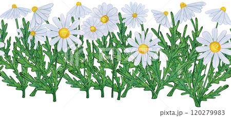 Seamless border of white daisies with green leaves in a natural arrangement. Hand-drawn watercolor illustration, naive style, soft. Suitable for fabric patterns, borders, greeting cards, and decor 120279983