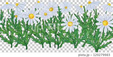 Seamless border of white daisies with green leaves in a natural arrangement. Hand-drawn watercolor illustration, naive style, soft. Suitable for fabric patterns, borders, greeting cards, and decor 120279983