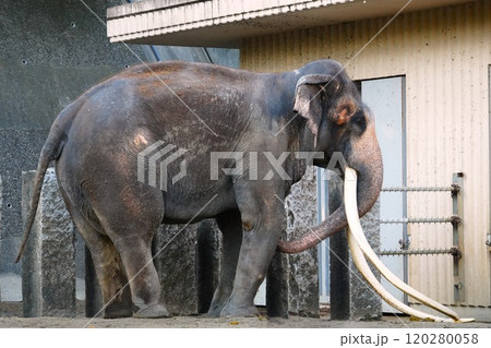 大きな牙のゾウ 120280058