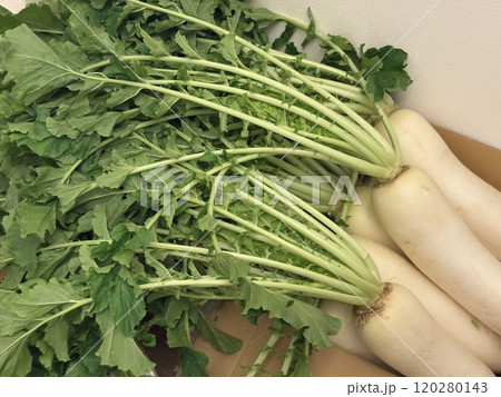 ダンボールに入れて直送された葉付き大根 120280143