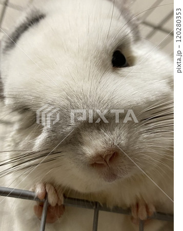 ドアップの可愛いチンチラ 120280353