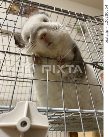 下から覗き込んだアングルのチンチラ 120280354