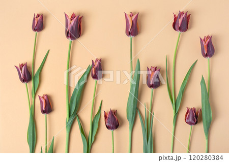 Spring flower burgundy tulips on beige background. Flat lay, copy space Spring flower burgundy tulips on beige background. Flat lay, copy space 120280384