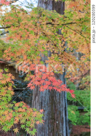 古峯神社の紅葉（栃木県鹿沼市） 120280399