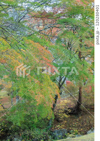 古峯神社の紅葉(栃木県鹿沼市) 古峯神社の紅葉(栃木県鹿沼市) 120280401