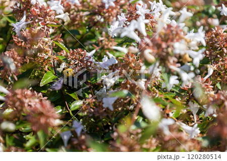 ハナツクバネウツギ（アベリア） 120280514