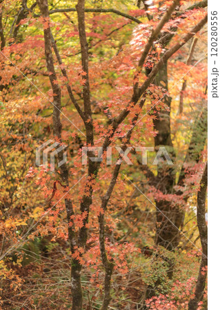 大芦渓谷の紅葉（栃木県鹿沼市） 120280556