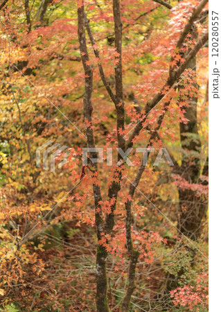大芦渓谷の紅葉（栃木県鹿沼市） 120280557