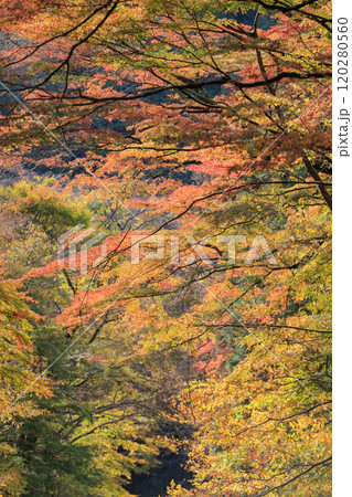 大芦渓谷の紅葉(栃木県鹿沼市) 大芦渓谷の紅葉(栃木県鹿沼市) 120280560