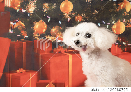 クリスマスツリーと微笑む白いトイプードル 120280795