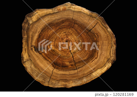 Circular walnut slab with cracks oil finished surface isolated on black 120281169