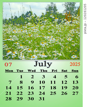 July calendar 2025 with photo of blooming daisies in summer field July calendar 2025 with photo of blooming daisies in summer field 120281205