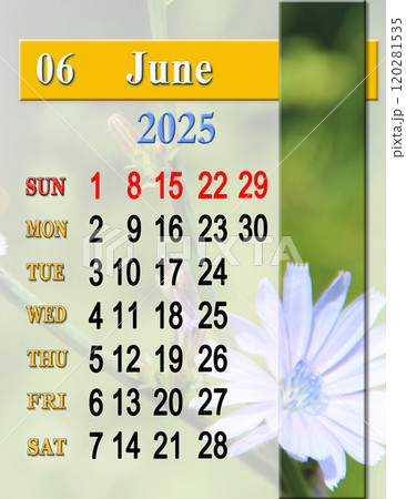 Calendar for June 2025 with photo of blooming flowers of Cichorium 120281535