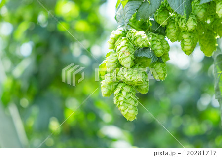 ホップ畑のイメージ (写真素材) ホップ畑のイメージ (写真素材) 120281717
