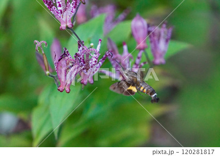スズメガ科ホシホウジャクの吸蜜 スズメガ科ホシホウジャクの吸蜜 120281817