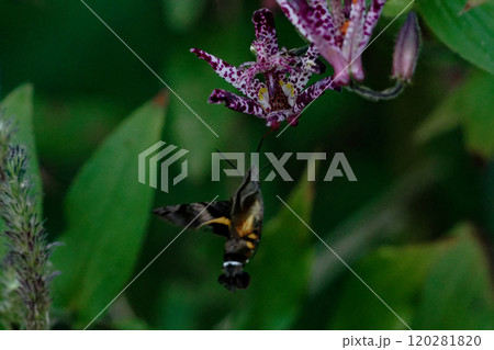 スズメガ科ホシホウジャクの吸蜜 120281820