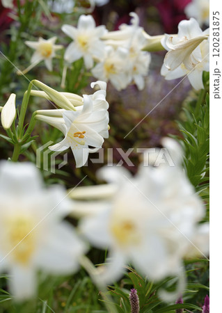 ユリの花が咲いてる花畑 ユリの花が咲いてる花畑 120281875