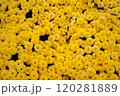 黄色い菊の花 120281889