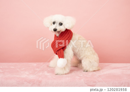 ピンクバックで赤いマフラーをした白いトイプードル ピンクバックで赤いマフラーをした白いトイプードル 120281938