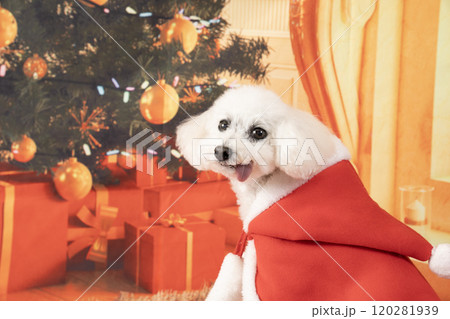 クリスマスツリーと微笑む白いトイプードル 120281939
