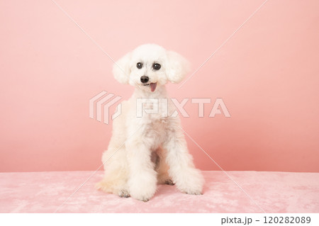 ピンクバックと笑う白いトイプードル ピンクバックと笑う白いトイプードル 120282089