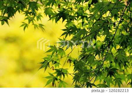 もみじ もみじ 120282213