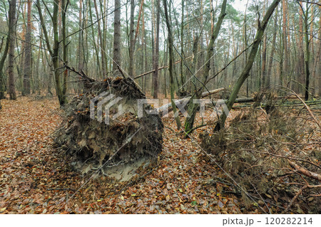 fallen tree on fallen autumn leaves fallen tree on fallen autumn leaves 120282214